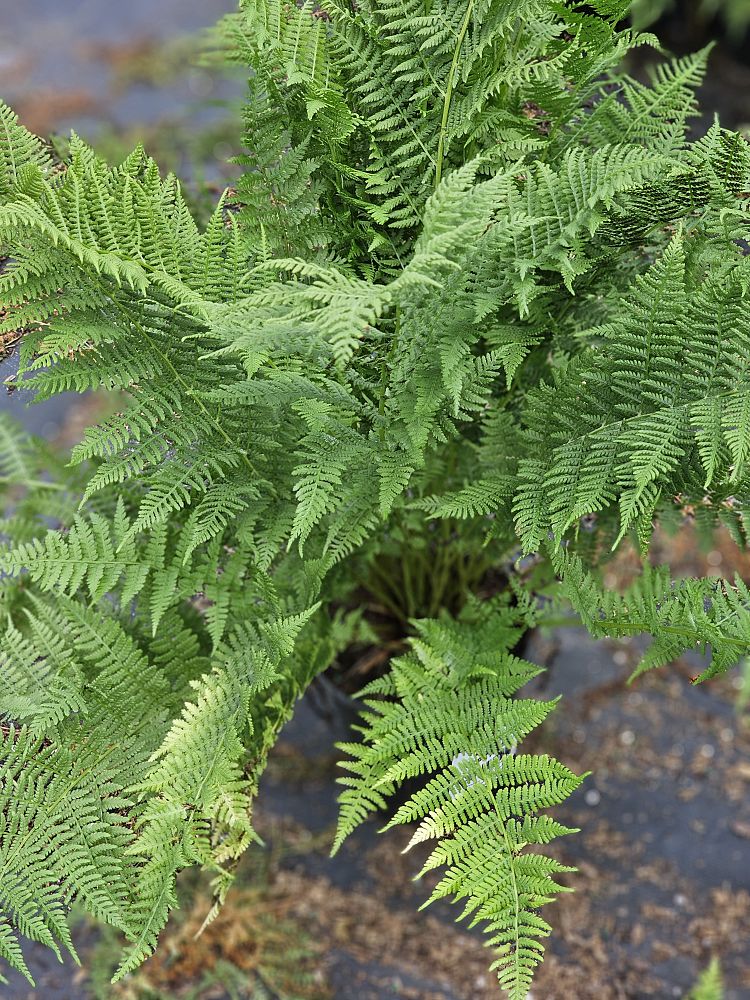 athyrium-filix-femina-lady-fern