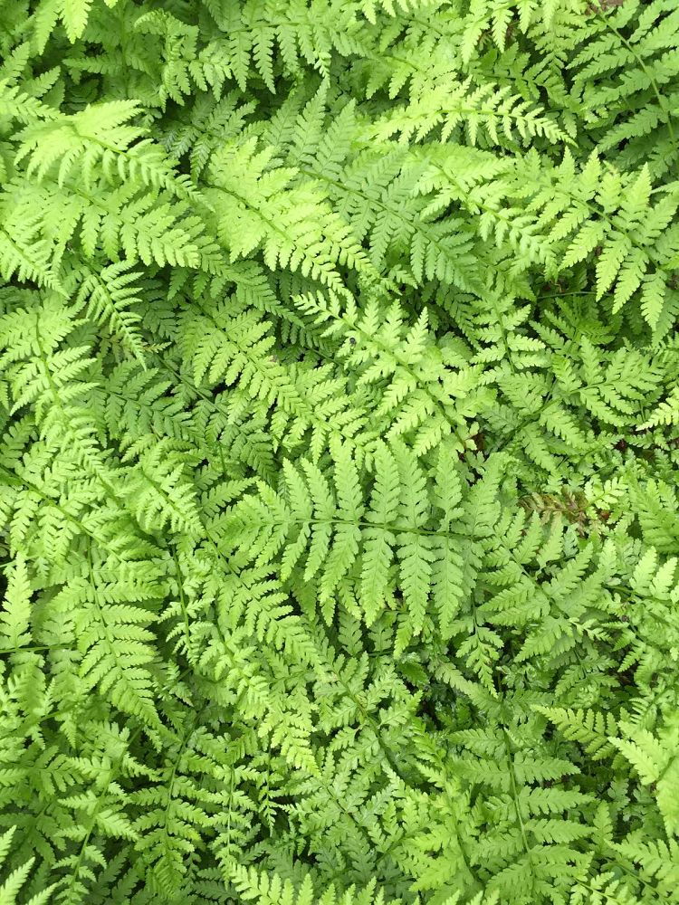 athyrium-filix-femina-minutissimum-dwarf-lady-fern