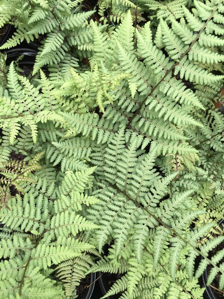 athyrium-ghost-ghost-fern