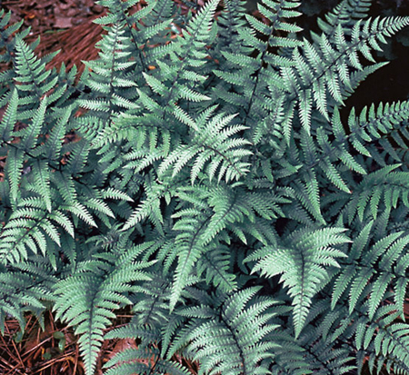 athyrium-ghost-ghost-fern