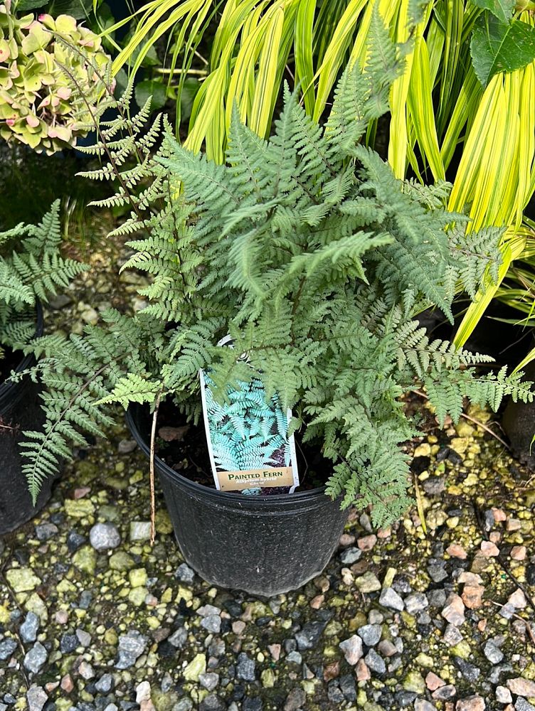athyrium-ghost-ghost-fern