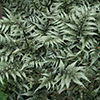athyrium-niponicum-pictum-godzilla-japanese-painted-fern