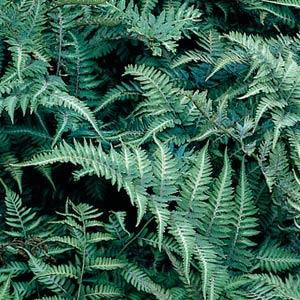 athyrium-niponicum-pictum-japanese-painted-fern