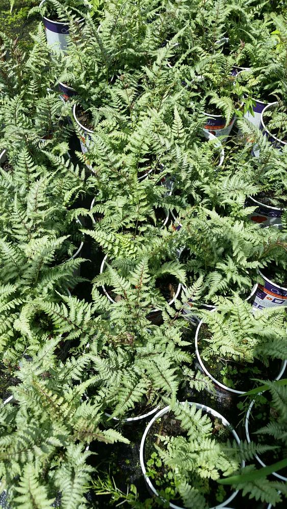 athyrium-niponicum-pictum-japanese-painted-fern