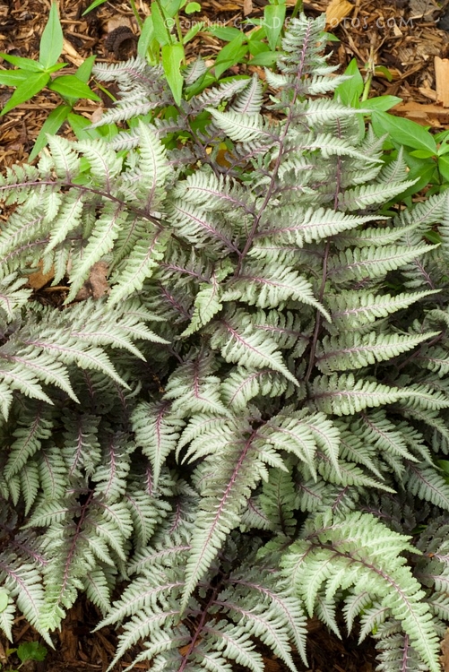 athyrium-niponicum-pictum-japanese-painted-fern