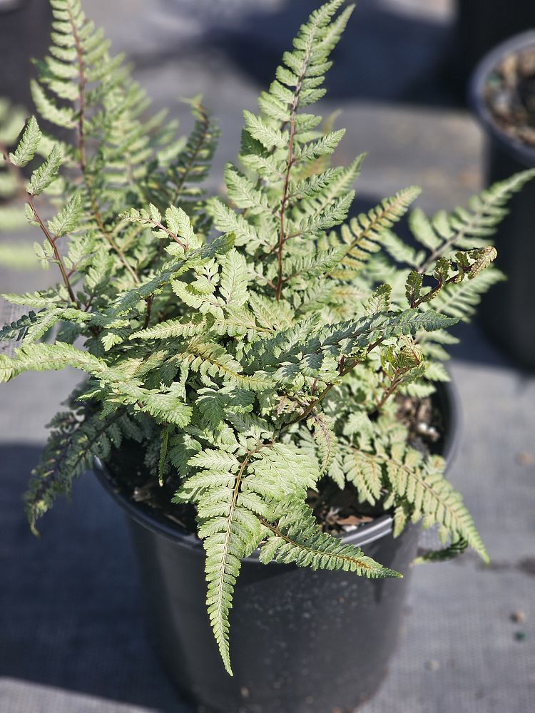 athyrium-niponicum-pictum-japanese-painted-fern