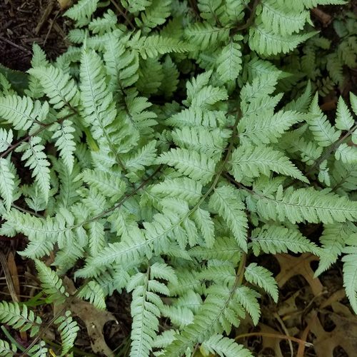 athyrium-niponicum-pictum-pearly-white-japanese-painted-fern