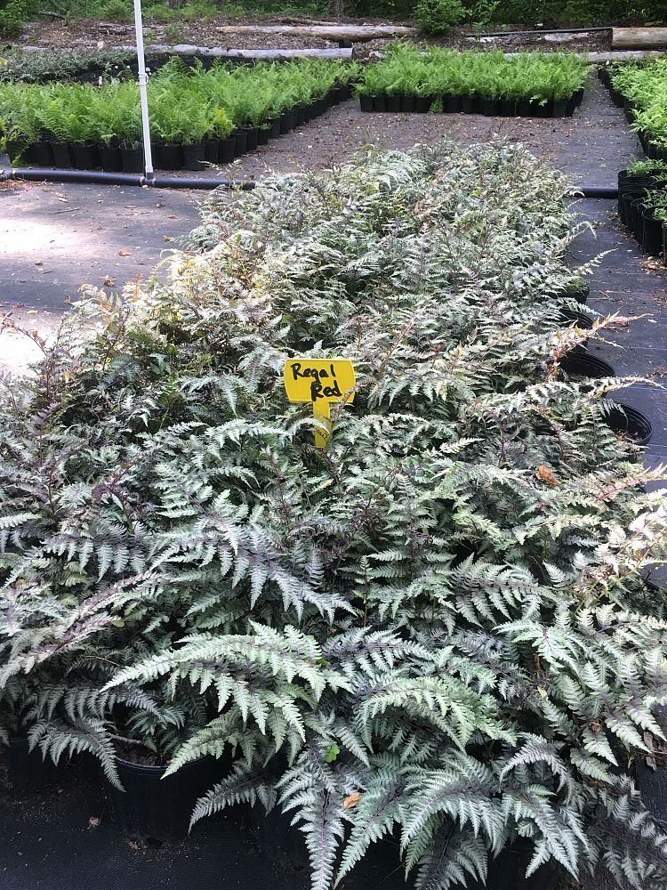 athyrium-niponicum-pictum-regal-red-japanese-painted-fern