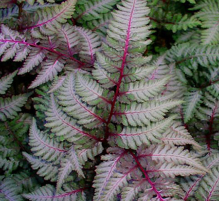 athyrium-niponicum-pictum-regal-red-japanese-painted-fern