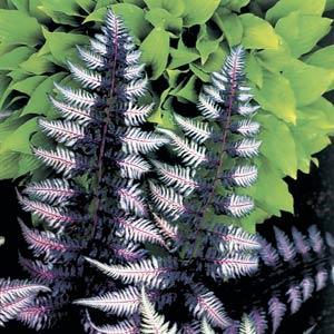 athyrium-niponicum-red-beauty-japanese-painted-fern