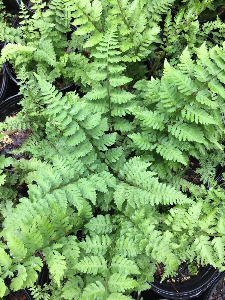 athyrium-silver-slippers-japanese-painted-fern