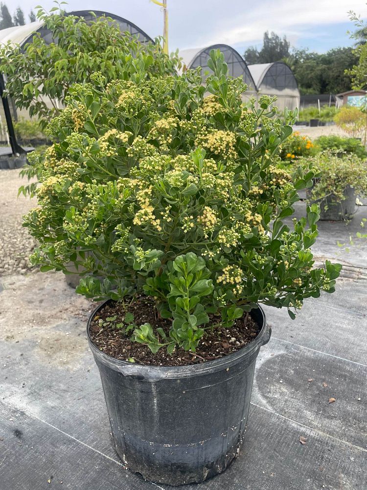 atriplex-canescens-angustifolia-fourwing-saltbush