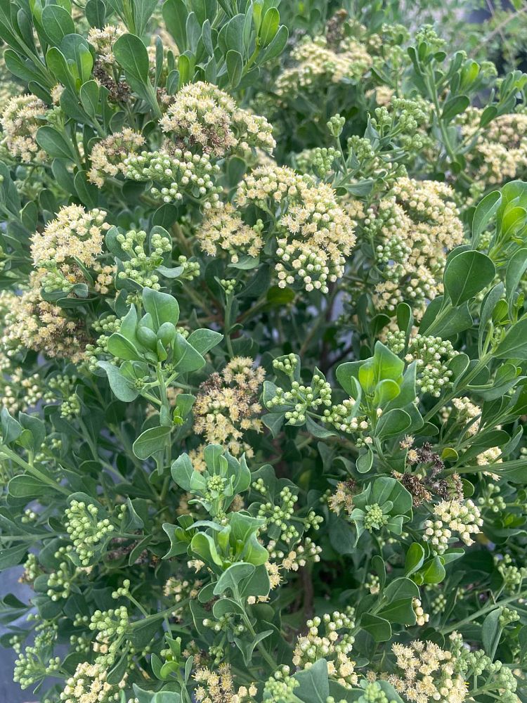 atriplex-canescens-angustifolia-fourwing-saltbush