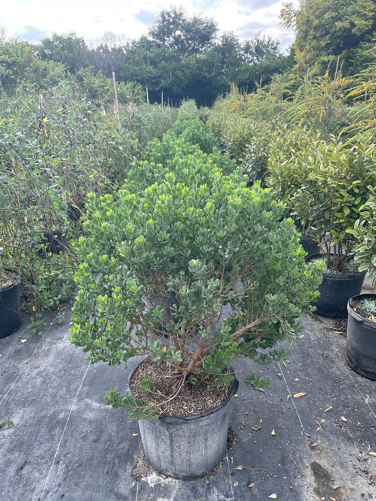 atriplex-canescens-angustifolia-fourwing-saltbush