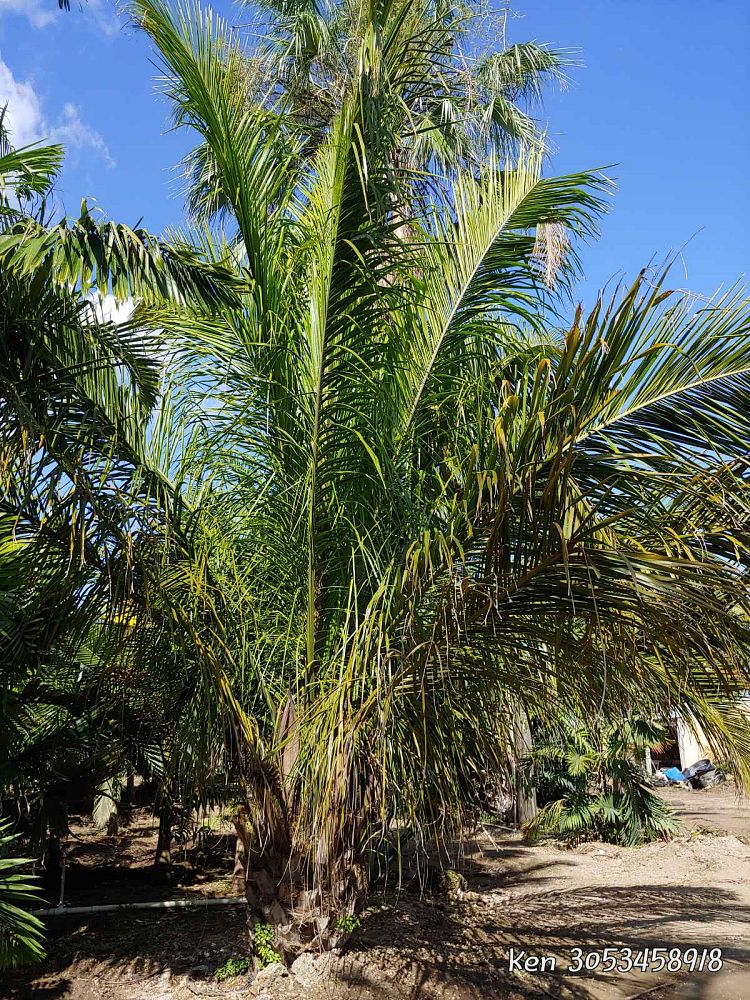 attalea-american-oil-palm