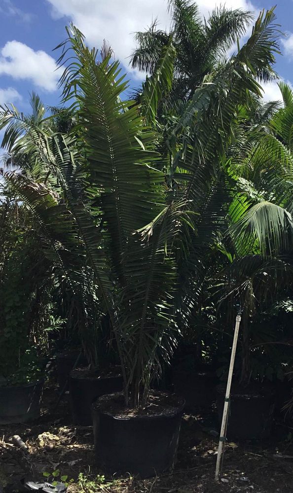attalea-american-oil-palm