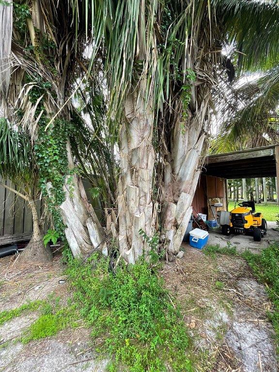 attalea-american-oil-palm