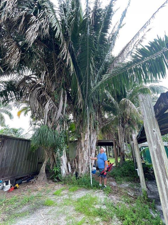 attalea-american-oil-palm