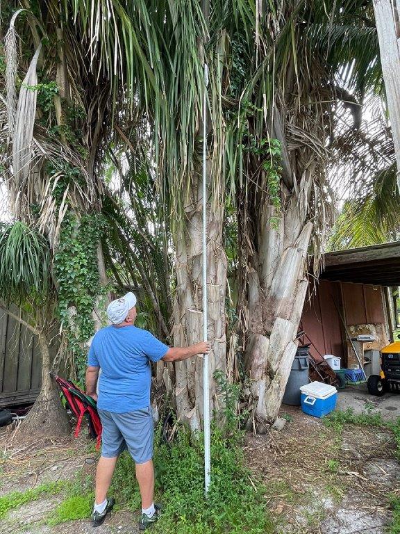 attalea-american-oil-palm