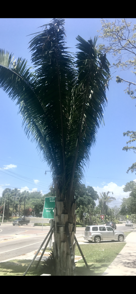 attalea-american-oil-palm
