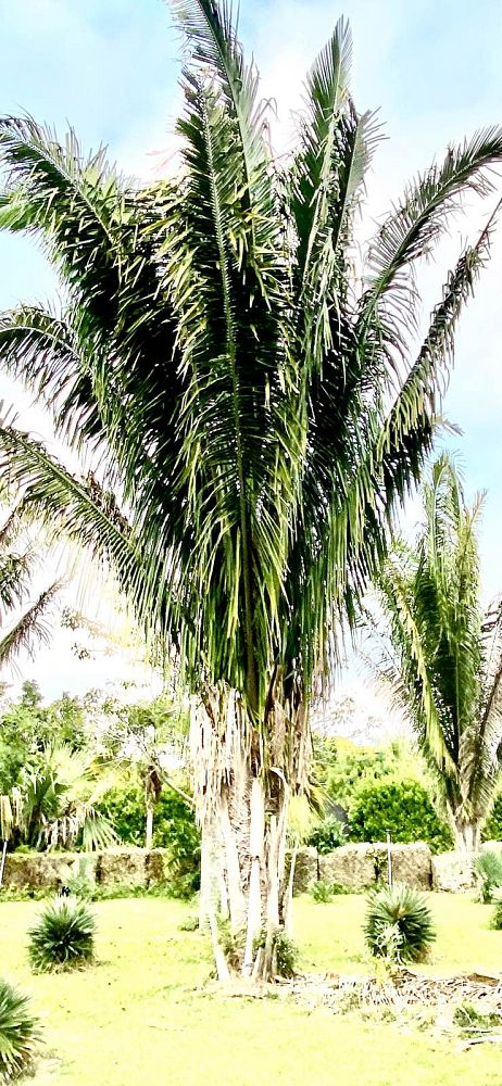 attalea-american-oil-palm