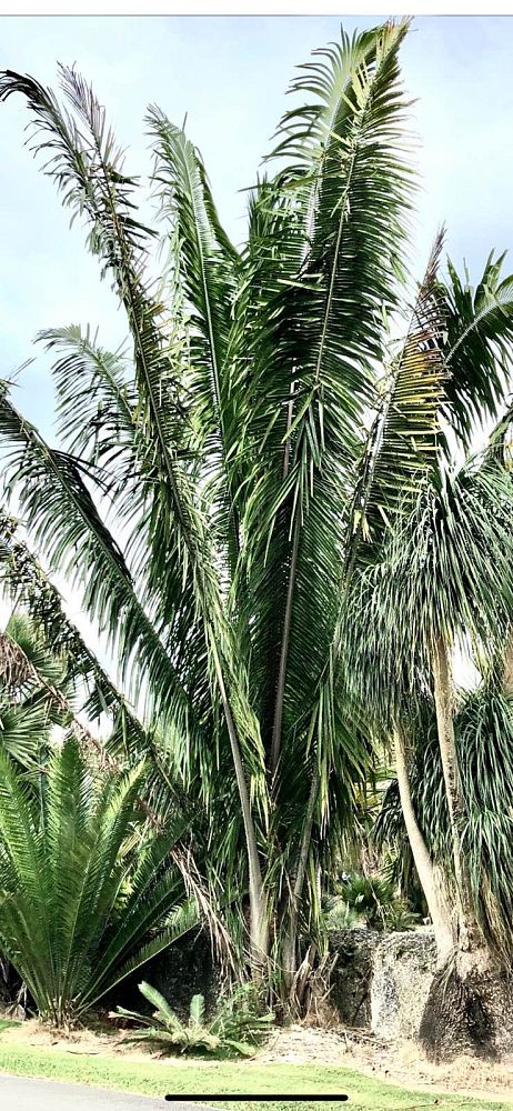 attalea-american-oil-palm
