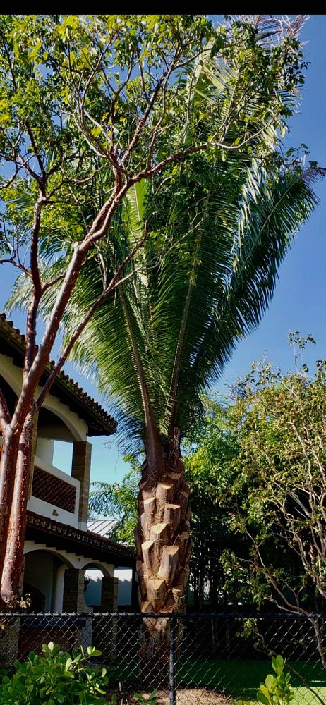 attalea-american-oil-palm
