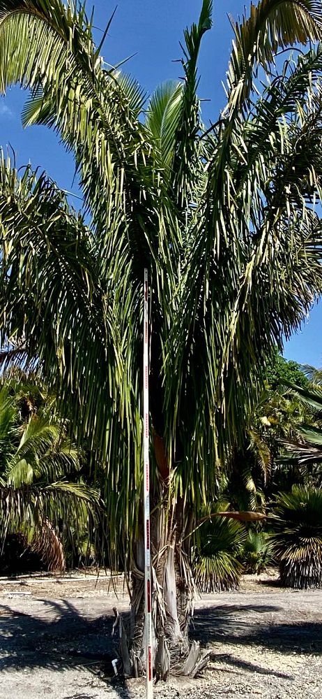 attalea-american-oil-palm