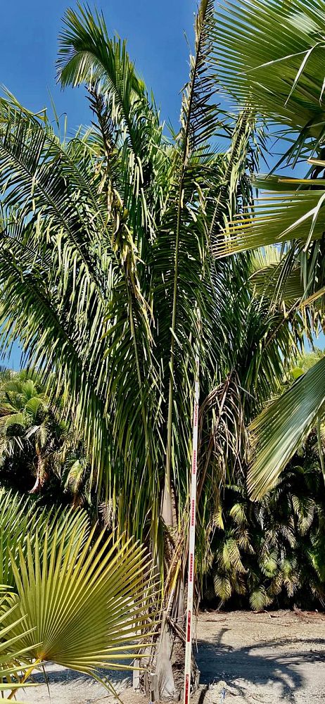 attalea-american-oil-palm