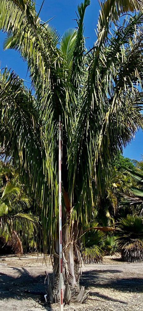 attalea-american-oil-palm