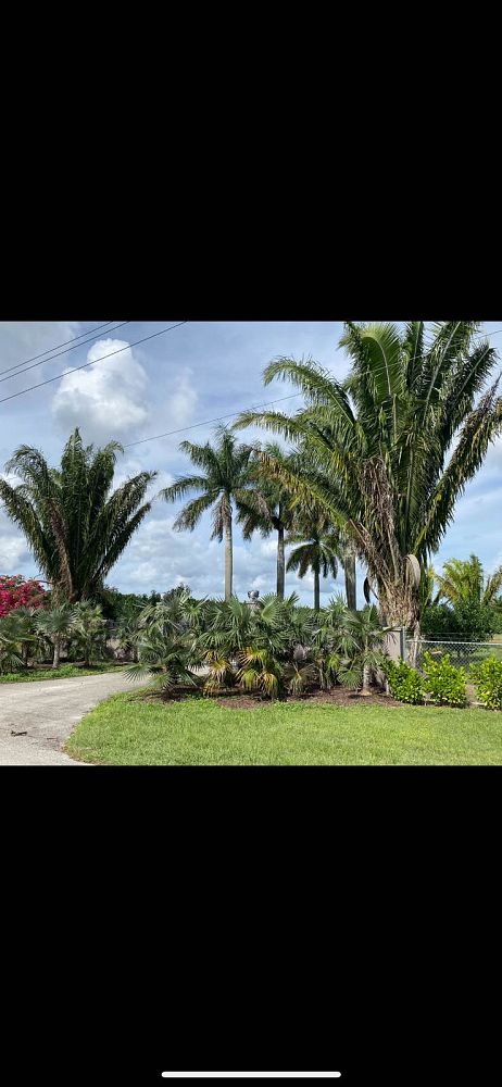 attalea-american-oil-palm