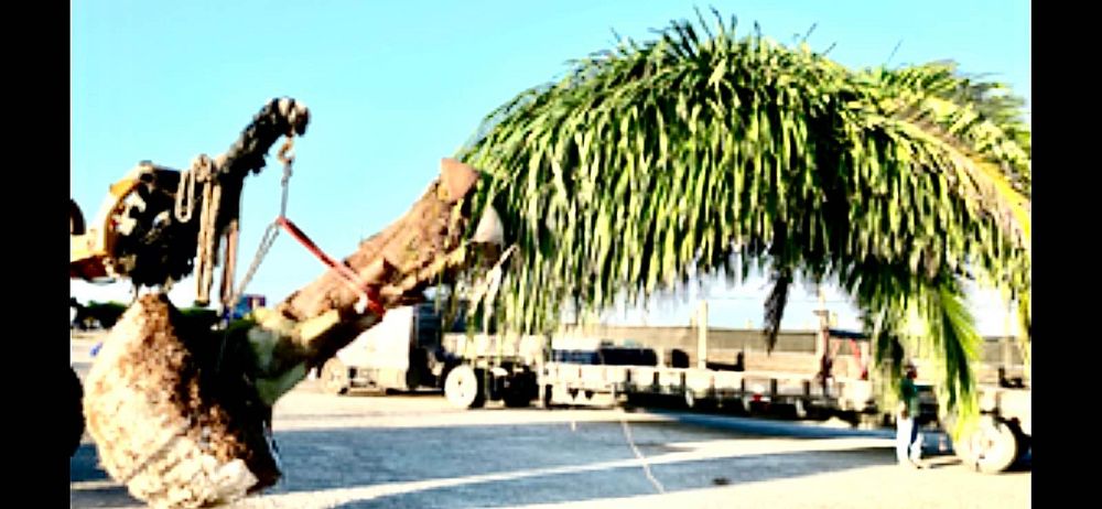 attalea-american-oil-palm