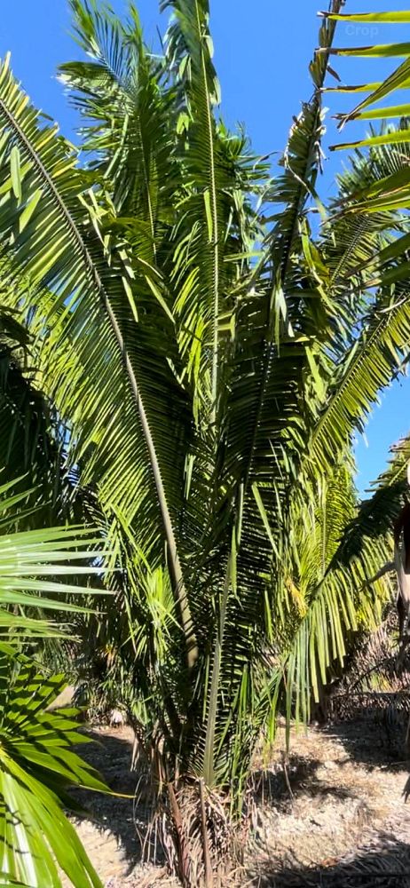 attalea-american-oil-palm
