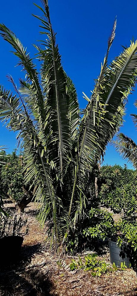 attalea-american-oil-palm