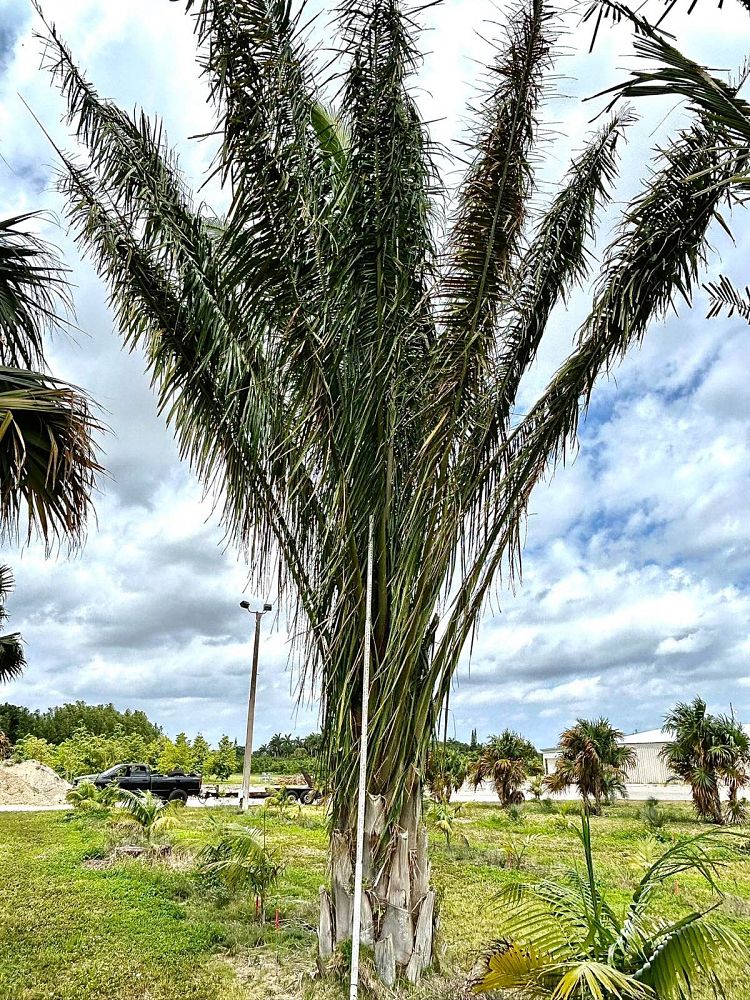attalea-american-oil-palm