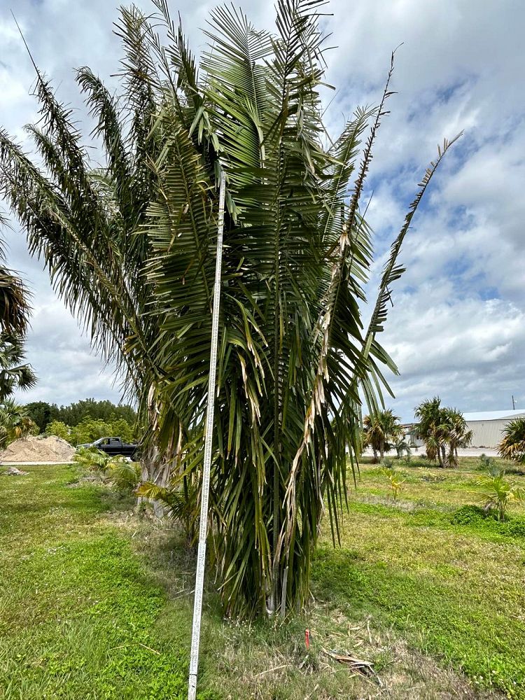 attalea-american-oil-palm