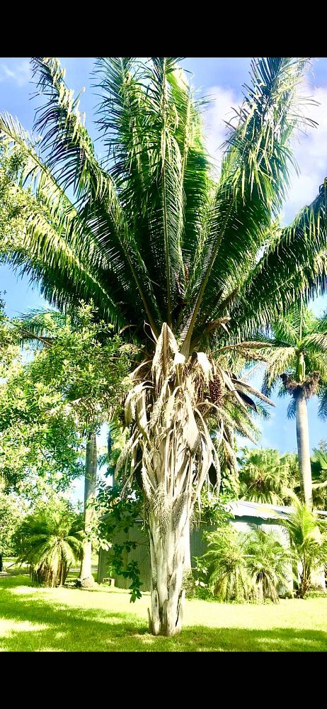 attalea-american-oil-palm