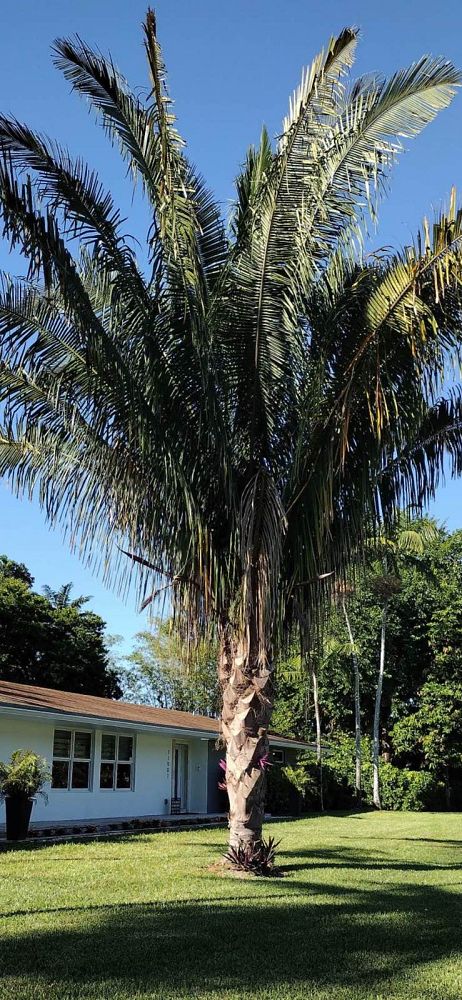 attalea-american-oil-palm
