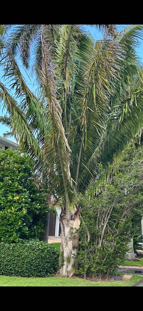 attalea-american-oil-palm