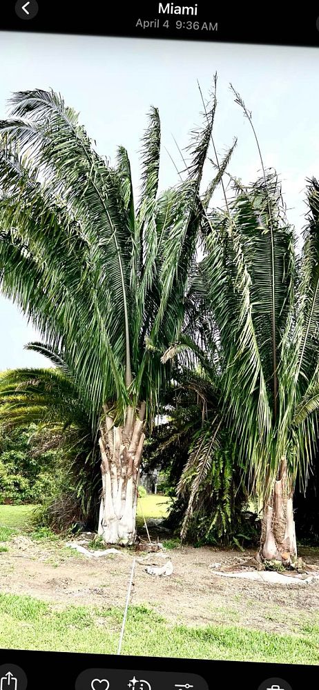attalea-american-oil-palm