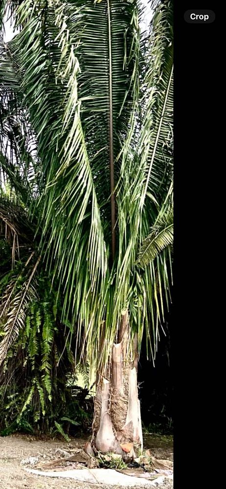 attalea-american-oil-palm
