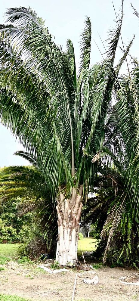 attalea-american-oil-palm