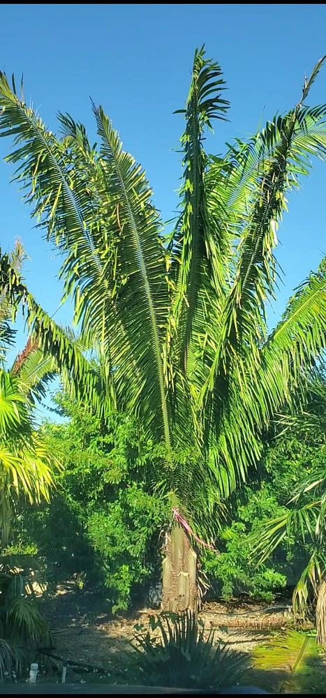 attalea-american-oil-palm