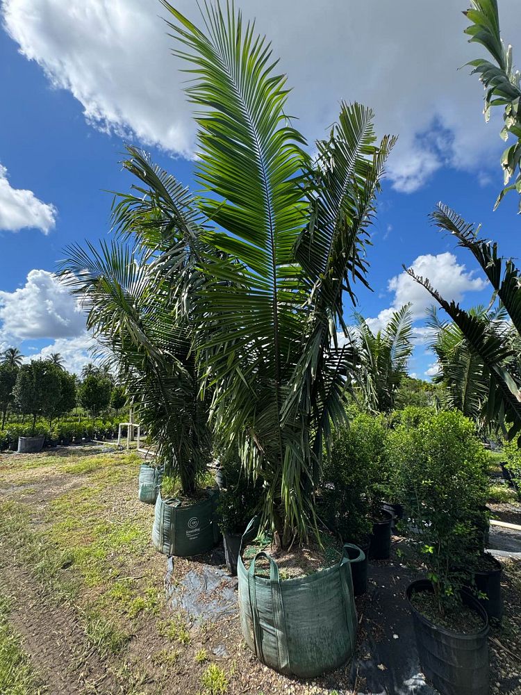 attalea-american-oil-palm