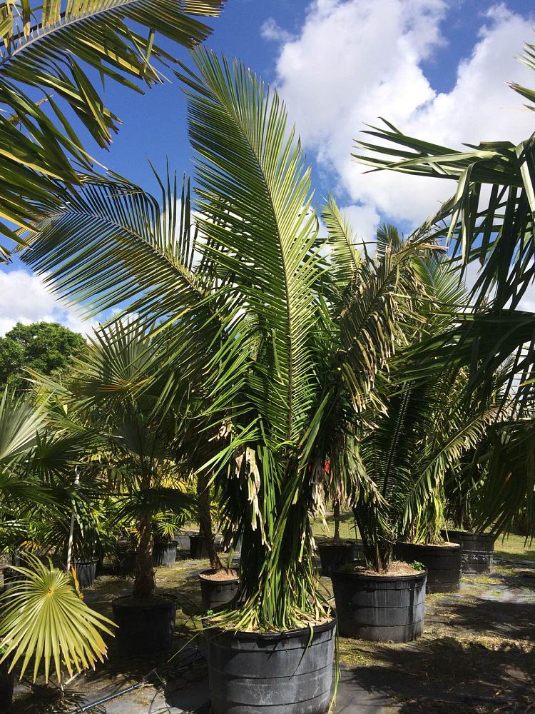 attalea-cohune-orbignya-cohune-cohune-palm