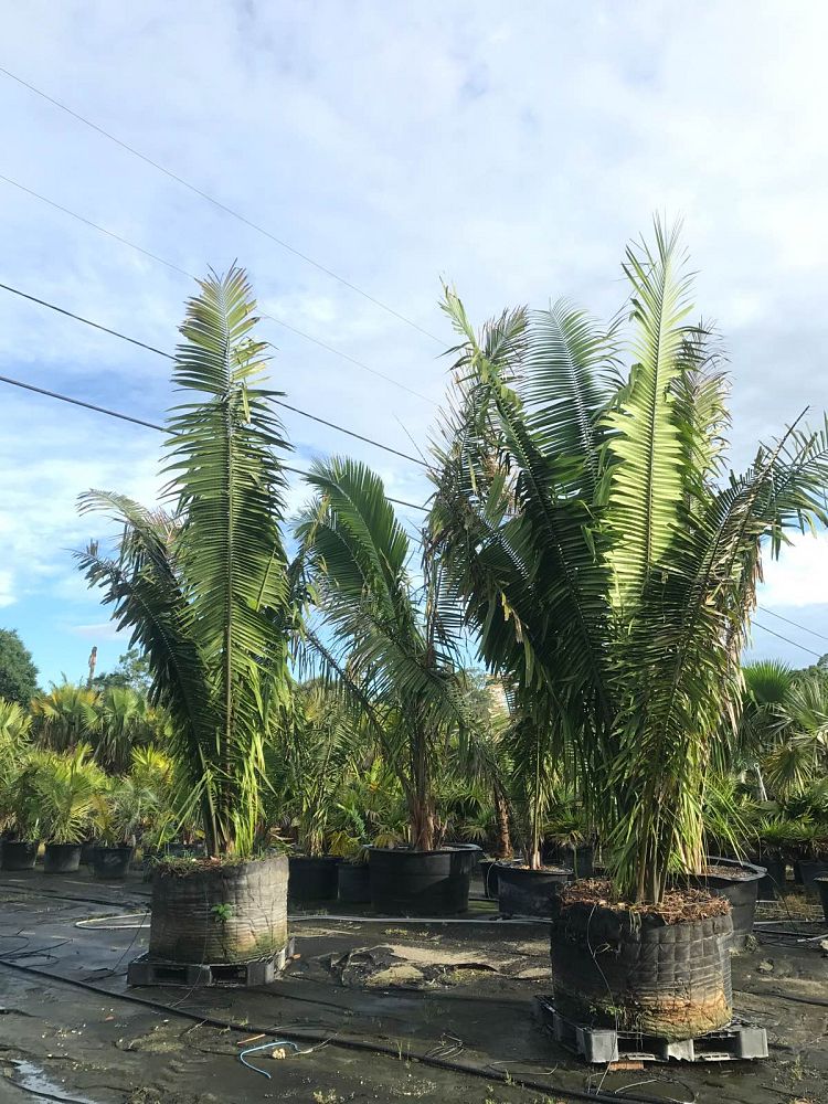 attalea-cohune-orbignya-cohune-cohune-palm