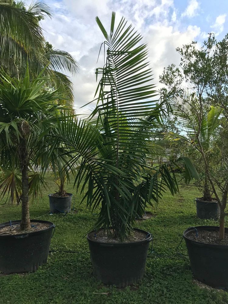 attalea-cohune-orbignya-cohune-cohune-palm