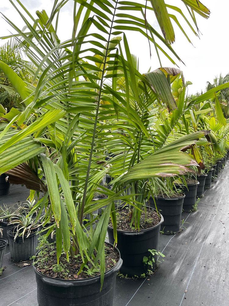 attalea-cohune-orbignya-cohune-cohune-palm