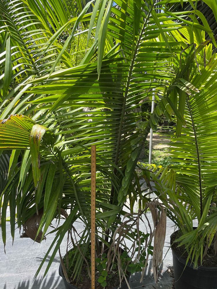 attalea-cohune-orbignya-cohune-cohune-palm