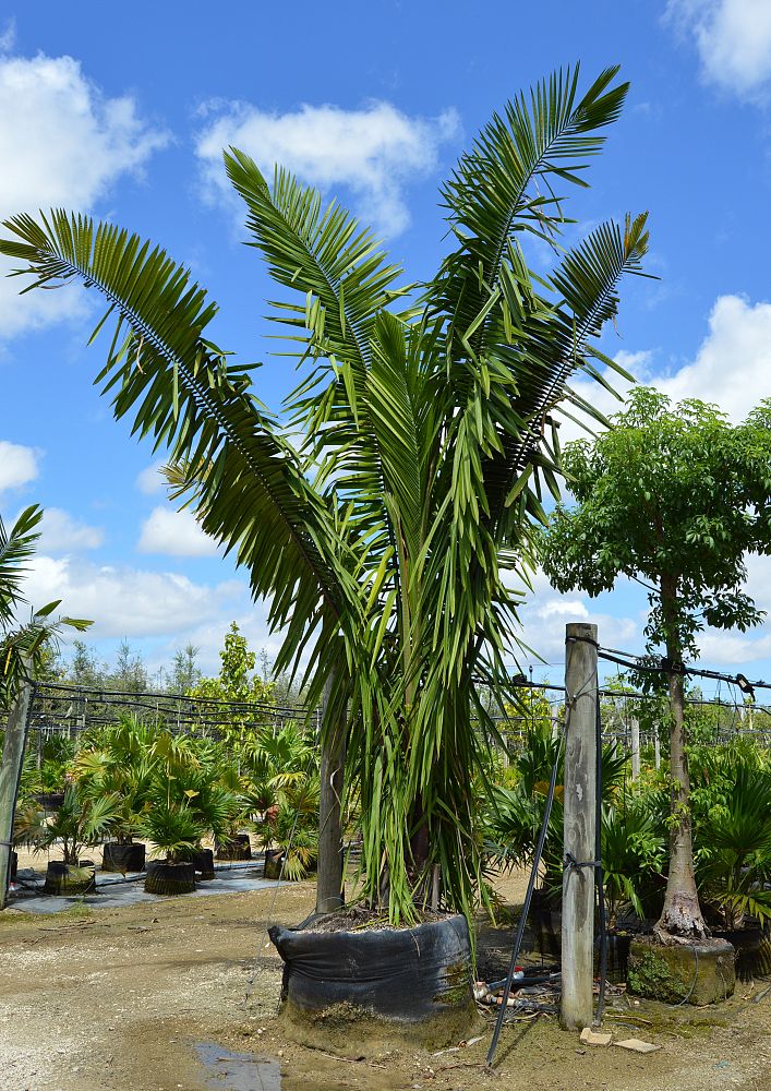attalea-cohune-orbignya-cohune-cohune-palm